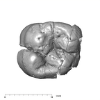 SK 839 Paranthropus robustus ULM1 occlusal