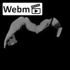 SK 839 Paranthropus robustus ULM1 ct stack movie