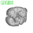 SK 839 Paranthropus robustus ULM1 ply