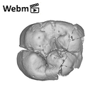 SK 839 Paranthropus robustus ULM1 ply movie