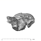 SK 839 Paranthropus robustus URDM1 apical