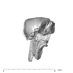 SK 839 Paranthropus robustus URDM1 buccal
