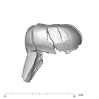 SK 839 Paranthropus robustus URDM1 distal