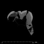 SK 839 Paranthropus robustus URDM1 internal