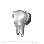 SK 839 Paranthropus robustus URDM1 lingual