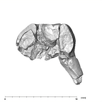 SK 839 Paranthropus robustus URDM1 mesial