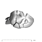 SK 839 Paranthropus robustus URDM1 occlusal
