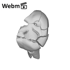 SK 839 Paranthropus robustus URDM1 ply movie