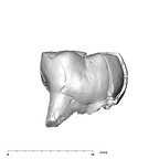 SK 839 Paranthropus robustus URDM2 buccal