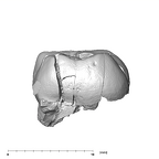 SK 839 Paranthropus robustus URDM2 distal
