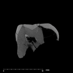 SK 839 Paranthropus robustus URDM2 internal