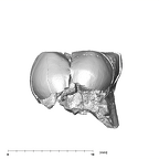 SK 839 Paranthropus robustus URDM2 lingual