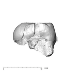 SK 839 Paranthropus robustus URDM2 mesial