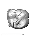 SK 839 Paranthropus robustus URDM2 occlusal