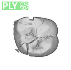 SK 839 Paranthropus robustus URDM2 ply