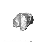 SK 839 Paranthropus robustus URI1 apical