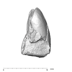 SK 839 Paranthropus robustus URI1 distal