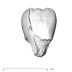 SK 839 Paranthropus robustus URI1 labial