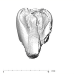 SK 839 Paranthropus robustus URI1 lingual