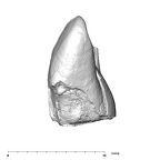 SK 839 Paranthropus robustus URI1 mesial