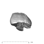 SK 839 Paranthropus robustus URI1 occlusal