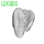 SK 839 Paranthropus robustus URI1 ply