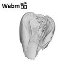 SK 839 Paranthropus robustus URI1 ply movie