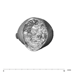 SK 839 Paranthropus robustus URI2 apical