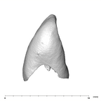 SK 839 Paranthropus robustus URI2 distal