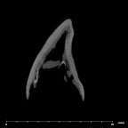 SK 839 Paranthropus robustus URI2 internal