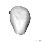 SK 839 Paranthropus robustus URI2 labial