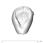SK 839 Paranthropus robustus URI2 lingual