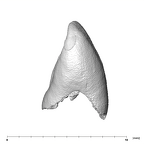 SK 839 Paranthropus robustus URI2 mesial