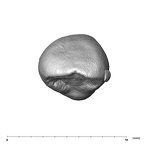 SK 839 Paranthropus robustus URI2 occlusal