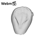 SK 839 Paranthropus robustus URI2 ply movie