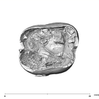 SK 839 Paranthropus robustus URM1 apical