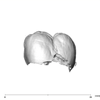 SK 839 Paranthropus robustus URM1 buccal
