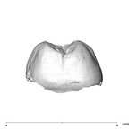 SK 839 Paranthropus robustus URM1 distal