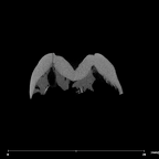 SK 839 Paranthropus robustus URM1 internal