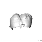 SK 839 Paranthropus robustus URM1 lingual