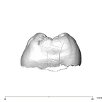 SK 839 Paranthropus robustus URM1 mesial