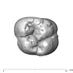 SK 839 Paranthropus robustus URM1 occlusal