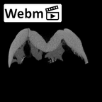 SK 839 Paranthropus robustus URM1 ct stack movie