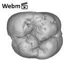 SK 839 Paranthropus robustus URM1 ply movie