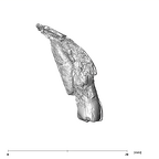 SK 839 Paranthropus robustus partial maxilla distal right
