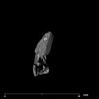 SK 839 Paranthropus robustus partial maxilla internal ULDI1