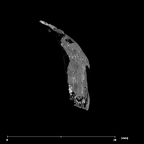 SK 839 Paranthropus robustus partial maxilla internal URDI1