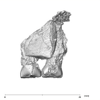 SK 839 Paranthropus robustus partial maxilla lingual