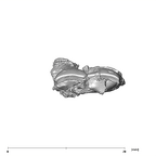 SK 839 Paranthropus robustus partial maxilla occlusal