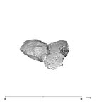 SK 839 Paranthropus robustus partial maxilla superior